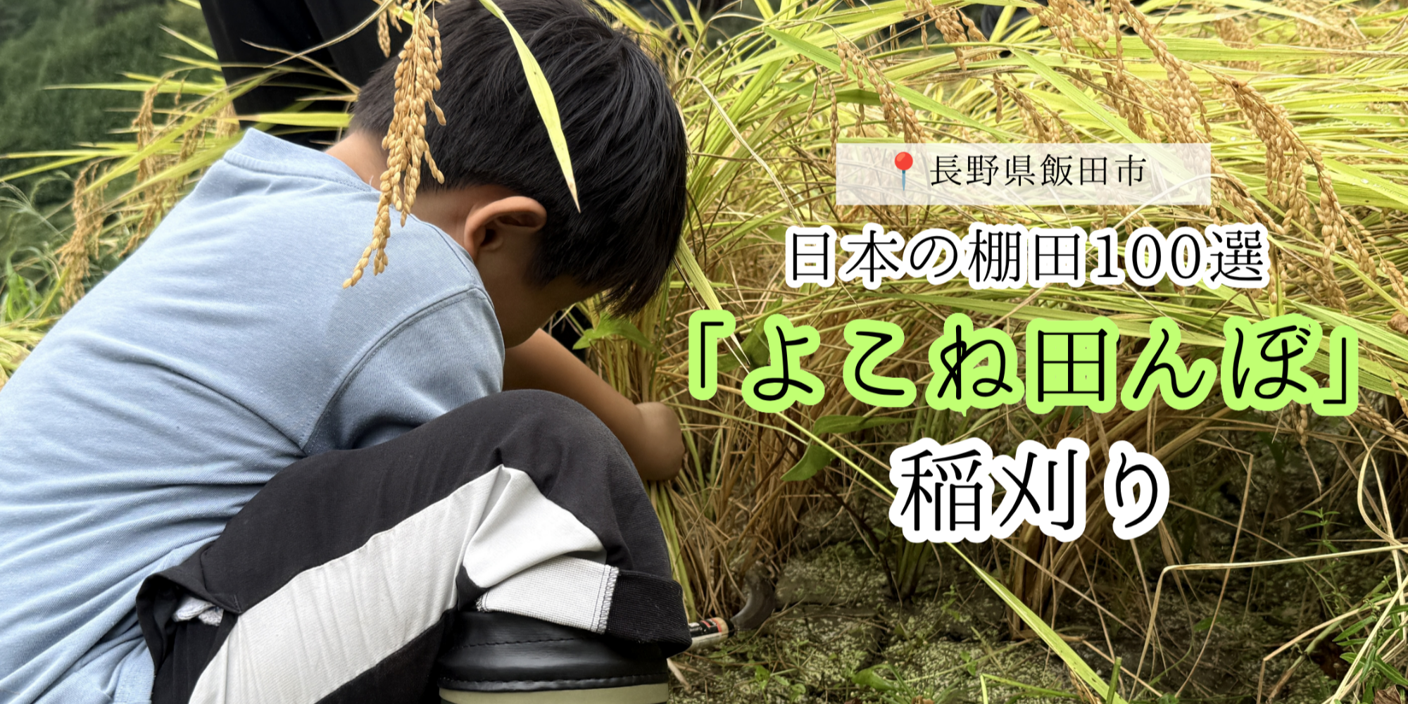 「よこね田んぼ」稲刈り体験イベント