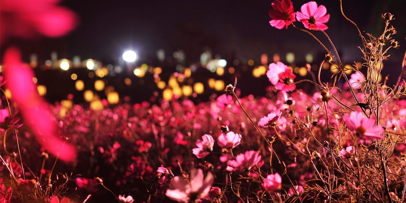 10月4日開催】生駒高原ナイトコスモス〜夜空に咲く秋桜花火〜(宮崎県