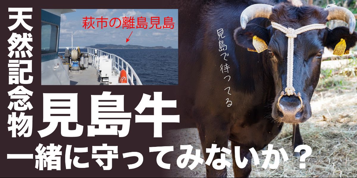 萩市の離島見島で『見島牛』を一緒に守ってくれませんか？(山口県萩市 