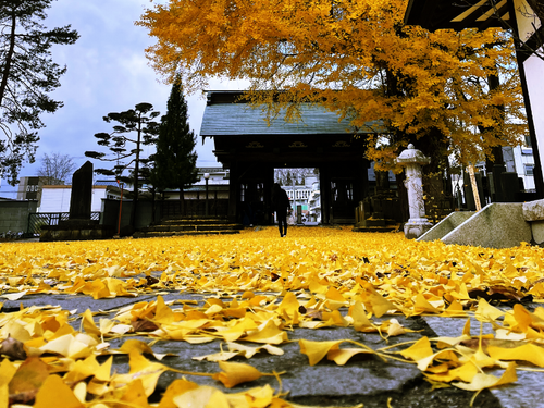 イチョウで染まる紅葉シーズン