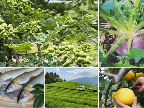 左上から時計回りに、山椒、大平カブ、小夏、茶畑、鮎