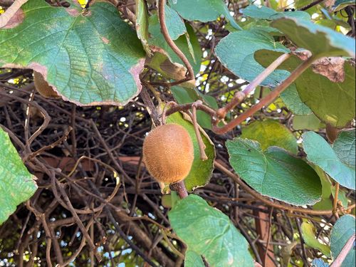 庭にキウイのなる大きな木がある物件も！