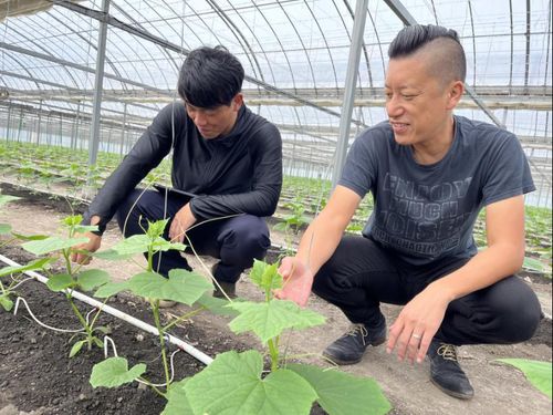下村青果商会のお二人/栽培作物：きゅうり
