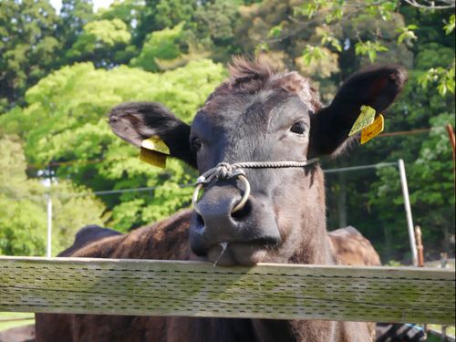 高原町内で育てられている牛の写真