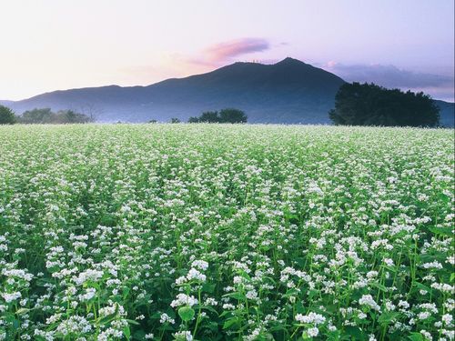県内２位の「常陸秋そば」の産地です！（そばのお花畑）