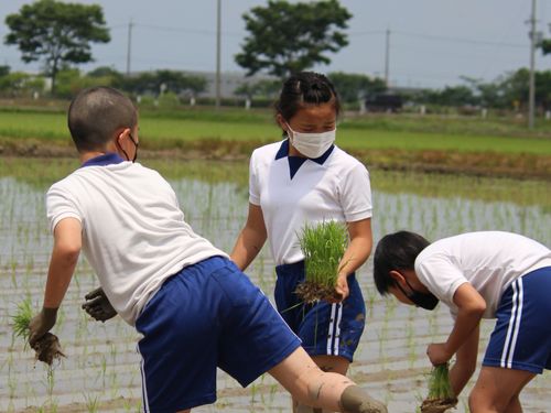 地区内小学校の田植え体験授業