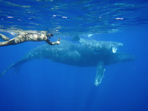クジラと一緒に泳ぐことも！