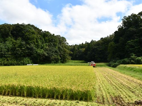 環境こだわり米が作られている田んぼ