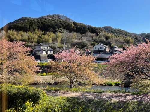 春の南伊豆　桜と菜の花が咲き乱れて感動モノです！