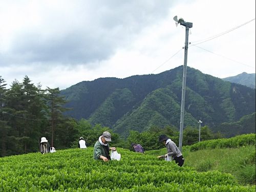 高原でお茶摘み