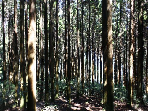 林業の現場③