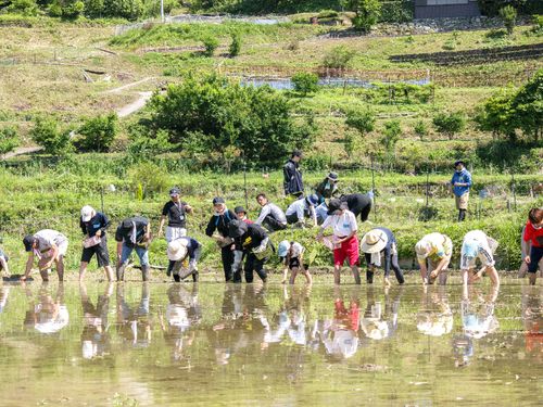 田植えには２日で総勢150名が参加しました。