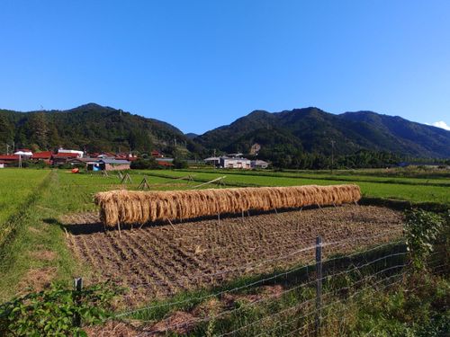 旭地域。きれいな水で育つお米は絶品！