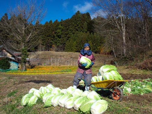 地域の農家さん