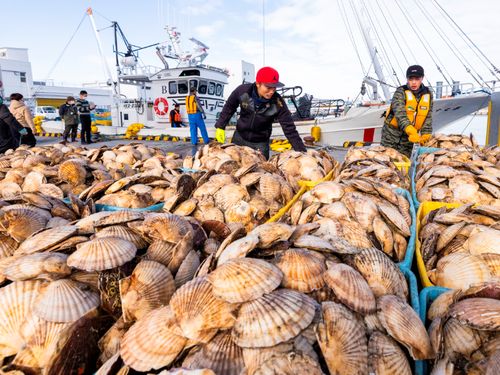 沿岸部の漁業でも、ホタテ、秋鮭、ホッキ、アサリなど、年間2万2千トンの水揚げを誇ります。