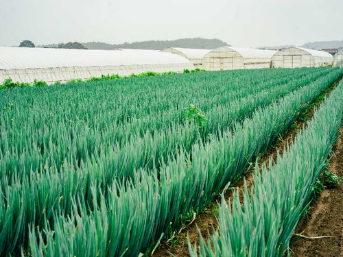 飯富周辺地区のねぎ畑の様子