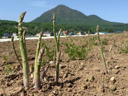 アスパラガス栽培発祥の地として100軒ほどの農家さんがいます。