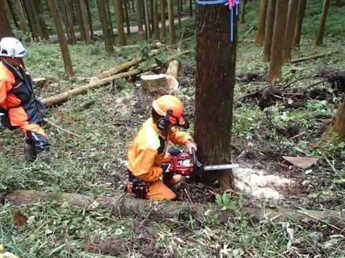 緑の森づくり推進担当イメージ写真