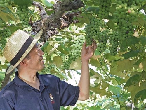 先輩協力隊でぶどう農家に就業した鈴木カンタくん（通称カンタ）