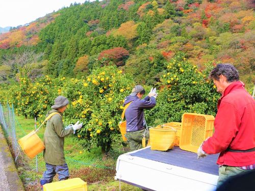 北川村の協力隊になって、一緒にゆずを収穫しませんか？