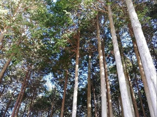木々に囲まれた地域です