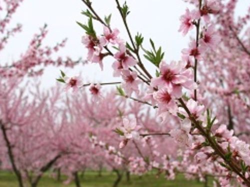 春に咲く、桃の花