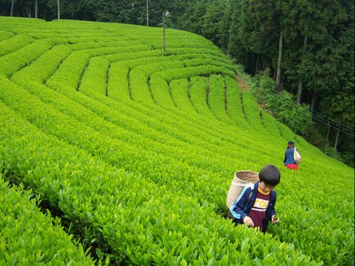 Nyu　farmの茶摘み