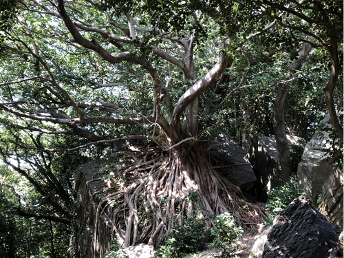 天草町のあこうの木
