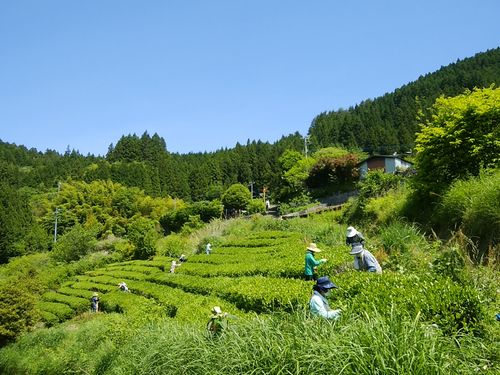 雲海の茶畑～