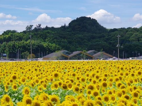 ひまわり畑（奥は「道の駅ましこ」）
