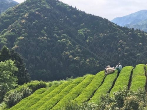 新宮の風景（山と茶畑）