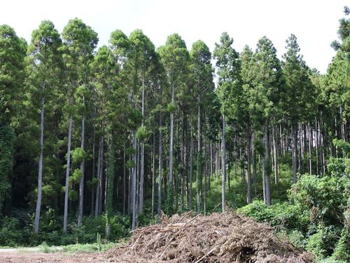 間伐を実施した中央右側は林床に光が差し込み、未実施の左側と比べて林内環境が改善しています。