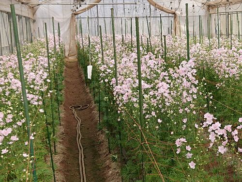 桜色のデルフィニウム「さくらひめ」
