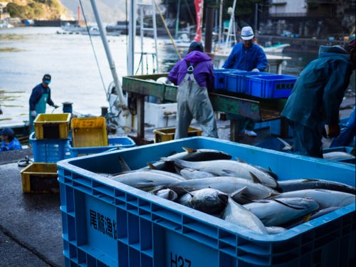 早朝の梶賀漁港は、魚の水揚げや選別を行う漁師たちで活気付く。