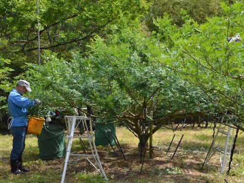 薬草と併せて、山椒の栽培も盛んです。
