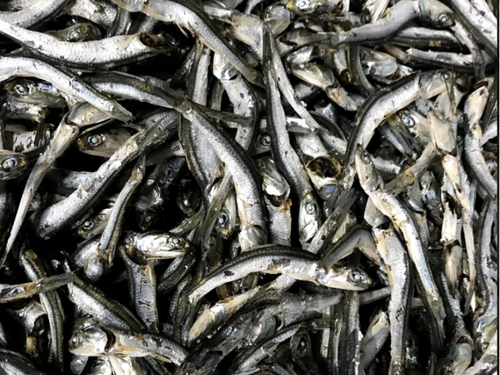 とれたての魚は最高に美味しいです！