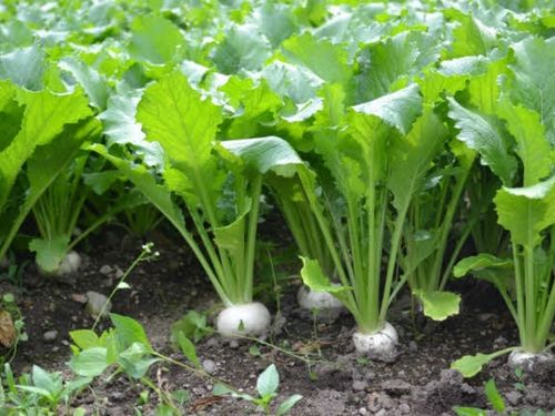 山都町の有機野菜は栄養満点！