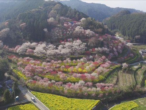 西川花公園～西川花祭り～