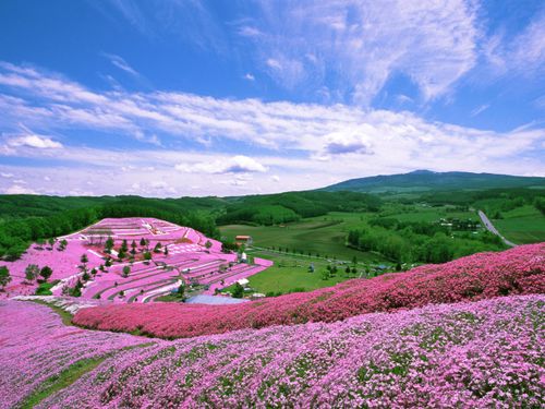 大空町は芝桜で有名。四季折々の景色を楽しむことができます。