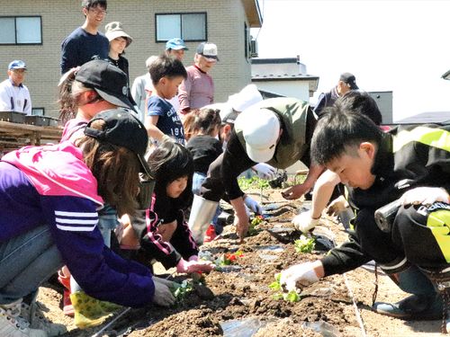 子供会＋町内会の「芋植え事業」