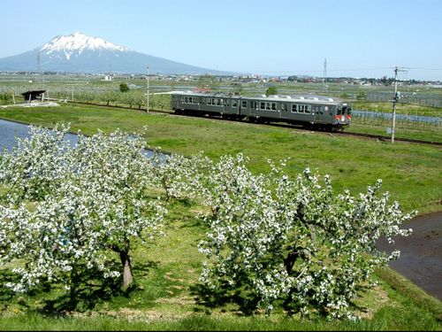 岩木山をバックにりんご畑を走り抜ける弘南鉄道