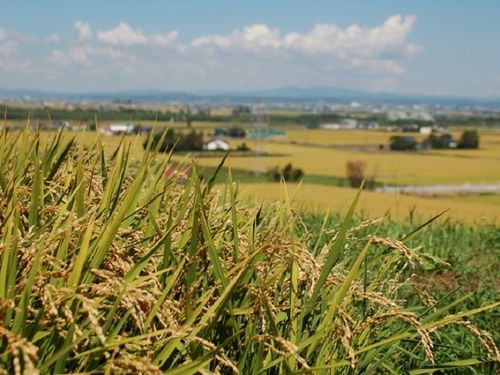 米どころ深川市
