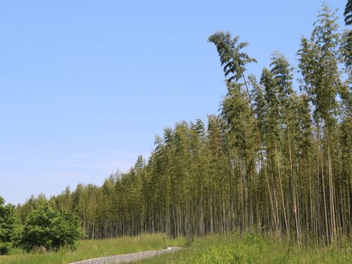 久慈川河岸の広大な竹林