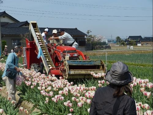 チューリップ球根栽培の農作業体験