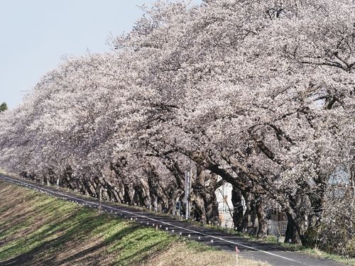 請戸川リバーラインの桜並木
