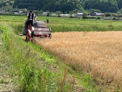 季節折々、旬な野菜を育てています。