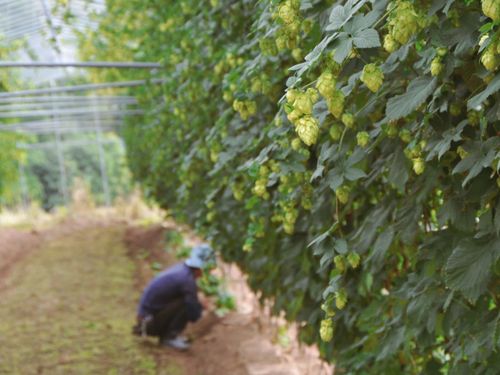 ビールの原料「ホップ」の栽培もしています。