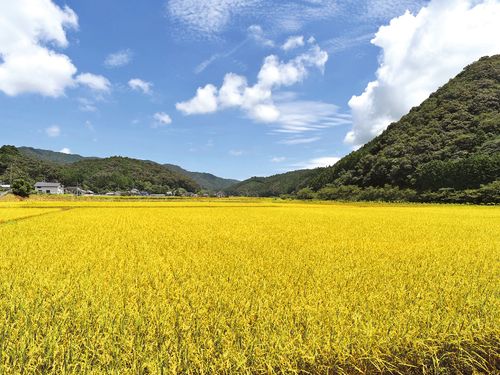 三原村／稲穂