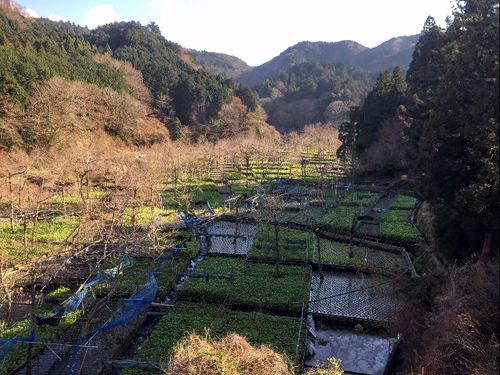 伊豆のわさび沢。癒しがハンパないです。