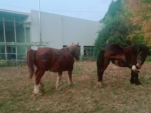 NCL奥大和ではビールや馬のプロジェクトもスタート！コワーキング事務所の隣に馬が